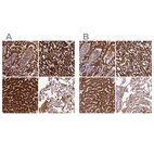 Anti-CLYBL Antibody