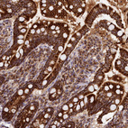Immunohistochemical staining of human small intestine shows strong granular cytoplasmic positivity in glandular cells.