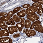 Anti-C15orf39 Antibody