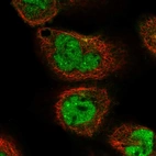 Immunofluorescent staining of human cell line A-431 shows localization to nucleoplasm.