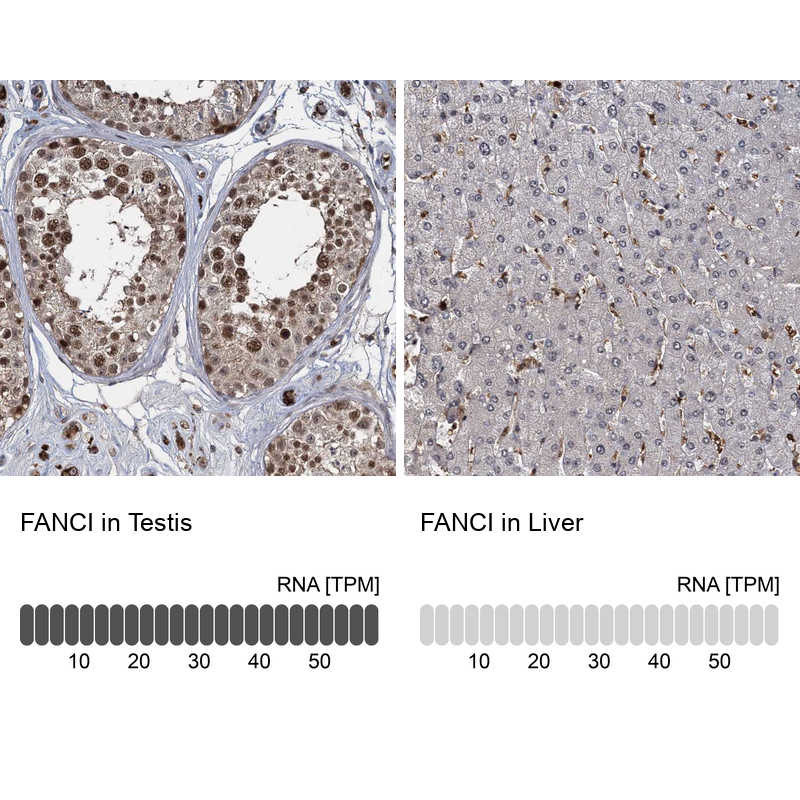 Anti-FANCI Antibody