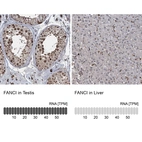 Anti-FANCI Antibody
