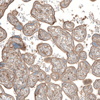 Immunohistochemical staining of human placenta shows moderate membranous positivity in trophoblastic cells.