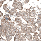 Immunohistochemical staining of human placenta shows moderate membranous positivity in trophoblastic cells.
