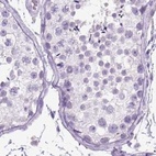 Immunohistochemical staining of human testis using Anti-LGSN antibody HPA039983.