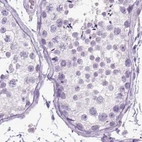 Immunohistochemical staining of human testis using Anti-LGSN antibody HPA039983.