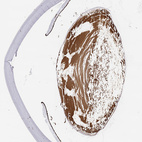 Immunohistochemical staining of human eye using Anti-LGSN antibody HPA039983.