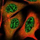 Immunofluorescent staining of human cell line U-2 OS shows localization to nuclear speckles & cytosol.