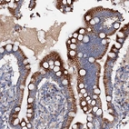 Immunohistochemical staining of human upper Small intestine shows strong granular cytoplasmic positivity in glandular cells.