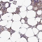 Anti-PRIM1 Antibody