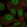 Anti-PAAF1 Antibody