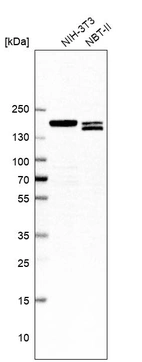 Western blot analysis in mouse cell line NIH-3T3 and rat cell line NBT-II.
