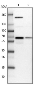 Lane 1: NIH-3T3 cell lysate (Mouse embryonic fibroblast cells)_br/_Lane 2: NBT-II cell lysate (Rat Wistar bladder tumour cells)