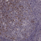 Immunohistochemical staining of human tonsil shows strong cytoplasmic/ membranous positivity in germinal center cells.
