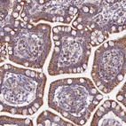 Anti-FAM186B Antibody
