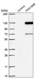Western blot analysis in control (vector only transfected HEK293T lysate) and FAM186B over-expression lysate (Co-expressed with a C-terminal myc-DDK tag (~3.1 kDa) in mammalian HEK293T cells, LY410323).