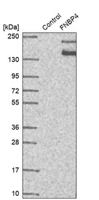 Western blot analysis in control (vector only transfected HEK293T lysate) and FNBP4 over-expression lysate (Co-expressed with a C-terminal myc-DDK tag (~3.1 kDa) in mammalian HEK293T cells, LY414641).