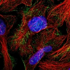 Immunofluorescent staining of human cell line U-2 OS shows localization to nucleoplasm & actin filaments.