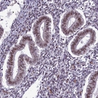 Immunohistochemical staining of human endometrium shows moderate nuclear positivity in glandular cells.