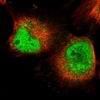 Immunofluorescent staining of human cell line U-251 MG shows localization to nucleoplasm & cytosol.