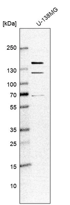 Western blot analysis in human cell line U-138MG.