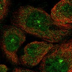 Immunofluorescent staining of human cell line A-431 shows localization to nucleoplasm, cytosol & microtubule organizing center.