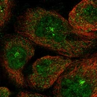 Immunofluorescent staining of human cell line A-431 shows localization to nucleoplasm, cytosol & microtubule organizing center.