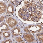Immunohistochemical staining of human kidney using Anti-DCTN2 antibody HPA040040.