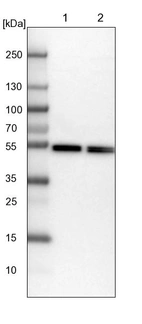 Lane 1: NIH-3T3 cell lysate (Mouse embryonic fibroblast cells)_br/_Lane 2: NBT-II cell lysate (Rat Wistar bladder tumour cells)