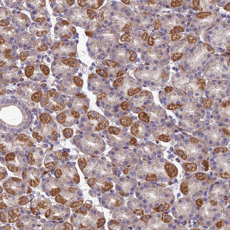 Anti-SEL1L3 Antibody