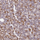 Anti-SEL1L3 Antibody