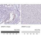 Immunohistochemistry analysis in human testis and liver tissues using HPA040046 antibody. Corresponding SPERT RNA-seq data are presented for the same tissues.