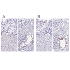 Immunohistochemical staining of human colon, kidney, liver and testis using Anti-SPERT antibody HPA040046 (A) shows similar protein distribution across tissues to independent antibody HPA039359 (B).