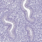 Immunohistochemical staining of human endometrium shows low expression as expected.