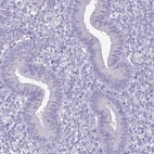 Immunohistochemical staining of human endometrium shows low expression as expected.