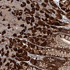 Immunohistochemical staining of human stomach shows strong cytoplasmic positivity in glandular cells.