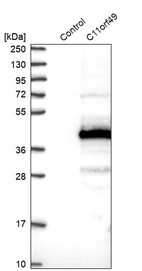 Western blot analysis in control (vector only transfected HEK293T lysate) and C11orf49 over-expression lysate (Co-expressed with a C-terminal myc-DDK tag (~3.1 kDa) in mammalian HEK293T cells, LY411347).