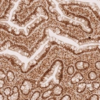 Immunohistochemical staining of human small intestine shows strong nuclear positivity in glandular cells.