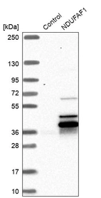 Western blot analysis in control (vector only transfected HEK293T lysate) and NDUFAF1 over-expression lysate (Co-expressed with a C-terminal myc-DDK tag (~3.1 kDa) in mammalian HEK293T cells, LY414253).