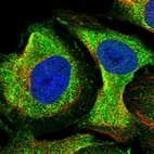 Immunofluorescent staining of human cell line U-2 OS shows localization to cytosol.