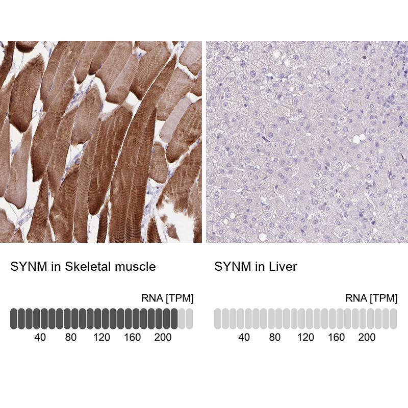 Anti-SYNM Antibody