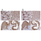 Anti-WDR61 Antibody