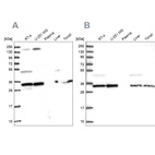 Western blot analysis using Anti-WDR61 antibody HPA040065 (A) shows similar pattern to independent antibody HPA039932 (B).