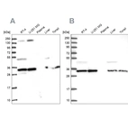 Western blot analysis using Anti-WDR61 antibody HPA040065 (A) shows similar pattern to independent antibody HPA039932 (B).