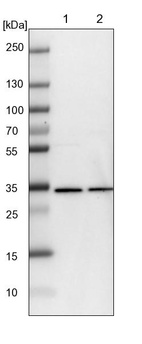 Lane 1: NIH-3T3 cell lysate (Mouse embryonic fibroblast cells)_br/_Lane 2: NBT-II cell lysate (Rat Wistar bladder tumour cells)
