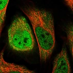 Immunofluorescent staining of human cell line U-2 OS shows localization to nucleoplasm & cytosol.