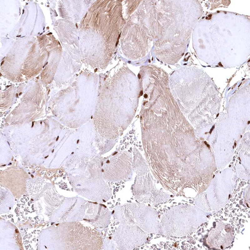 Anti-RSRC2 Antibody