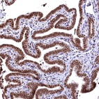 Anti-RSRC2 Antibody