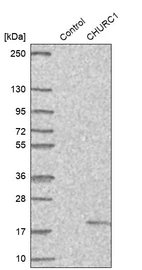 Western blot analysis in control (vector only transfected HEK293T lysate) and CHURC1 over-expression lysate (Co-expressed with a C-terminal myc-DDK tag (~3.1 kDa) in mammalian HEK293T cells, LY408027).