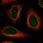 Immunofluorescent staining of human cell line U-2 OS shows localization to nuclear membrane.